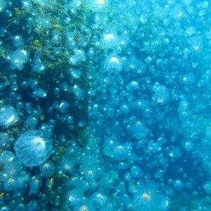 Meet your Posher, Jane